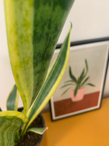 Pilea, Monstera, Mother’s Tongue Art Prints - NEW - The Plant Collection - eco-friendly A4, unframed