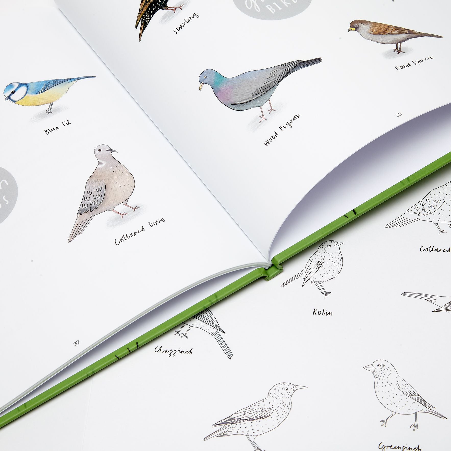 Billy the Blackbird - Children's Book written by Jennifer Doyle