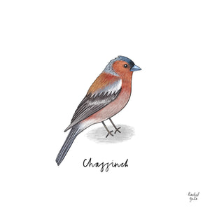British Garden Bird Detective Poster - A3, unframed