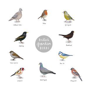 Billy the Blackbird - Children's Book written by Jennifer Doyle