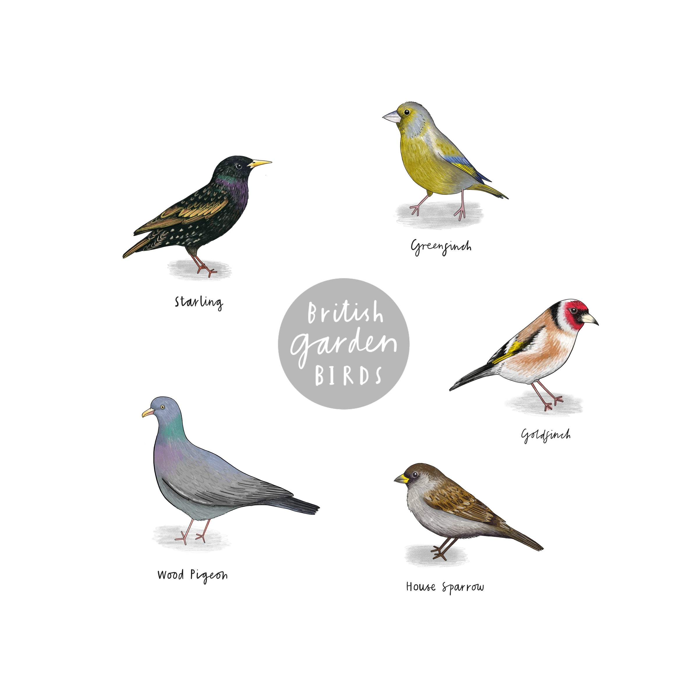 British Garden Bird Detective Poster - A3, unframed