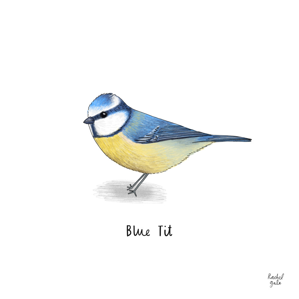 Billy the Blackbird - Children's Book written by Jennifer Doyle